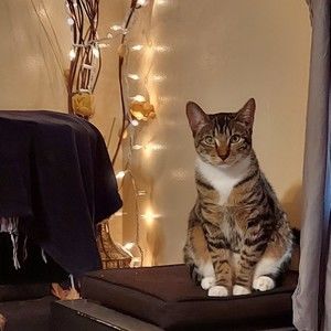 Meet your Posher, Gabriel